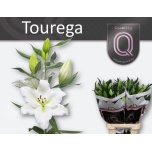 Lilium Liilia OR Tourega 90cm