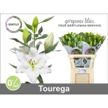 Lilium Liilia OR Tourega 90cm