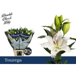 Lilium OR Tourega 95cm
