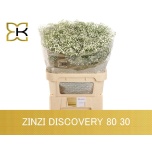 Gypsophila Kipslill Zinzi Discovery