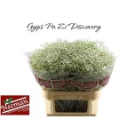 Gypsophila Kipslill Zinzi Discovery