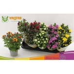 Chrysanthemum Krüsanteem indi mix 7 colours 12cm