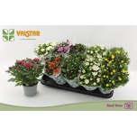Chrysanthemum Krüsanteem indi mix 7 colours 12cm