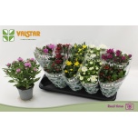 Chrysanthemum Krüsanteem indi mix 7 colours 12cm
