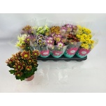 Chrysanthemum Krüsanteem indi mix 7 colours 12cm