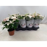 Euphorbia pulch Jõulutäht Princettia Pearl 12cm