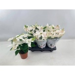 Euphorbia pulch Jõulutäht Princettia Pearl 12cm