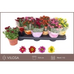 Chrysanthemum Krüsanteem indi swifty mix 10,5cm