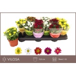 Chrysanthemum Krüsanteem indi swifty mix 10,5cm