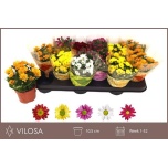 Chrysanthemum Krüsanteem indi swifty mixed 10,5cm