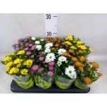 Chrysanthemum indicum grp swifty mixed 8cm