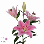 Lilium Liilia OR Sorbonne 80cm