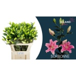 Lilium Liilia OR Sorbonne 80cm
