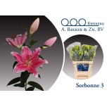 Lilium Liilia OR Sorbonne 85cm