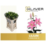 Lilium Liilia OR Sorbonne 85cm