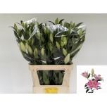 Lilium Liilia OR Sorbonne 90cm