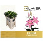Lilium Liilia OR Sorbonne 90cm