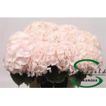 Hydrangea Hortensia Sweet Verena 75cm*5