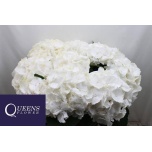 Hydrangea Hortensia Verena White 70cm*5