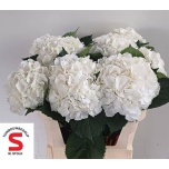 Hydrangea Hortensia Verena White 75cm*5