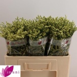Limonium Parkjuur V China Summer 50cm