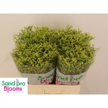 Limonium Parkjuur V China Summer 60-65cm