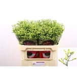 Limonium Parkjuur V China Summer 70cm