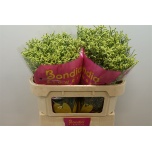Limonium Parkjuur V China Summer 70cm