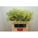 Limonium Parkjuur V China Summer 70cm