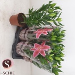 Lilium Liilia OR Reeleeze 17cm