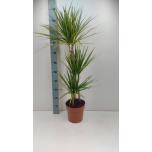 Dracaena marginata sunray 17cm