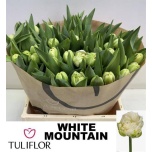 Tulp do White Mountain