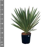 Yucca Tääkliilia gloriosa variegata 24cm