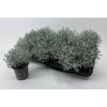 Calocephalus brownii 11cm