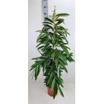 Ficus binnendijkii amstel king 27cm