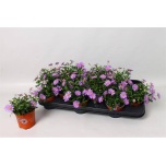 Brachyscome Tukalill brasco violet 10,5cm