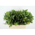 Quercus palustris Tammeoks 100cm (tk)*20
