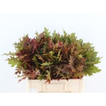 Quercus palustris Tammeoks 60cm (tk)*20