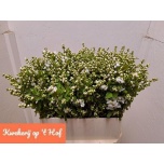 Exochorda magical springtime 80cm