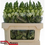 Antirrhinum Lõvilõug Antibes White 75cm