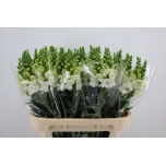 Antirrhinum Lõvilõug Antibes White 75cm