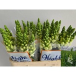 Antirrhinum Lõvilõug Antibes White 80cm