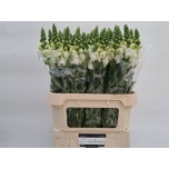 Antirrhinum Lõvilõug Antibes White 80cm