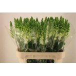 Antirrhinum Lõvilõug Avignon White 80cm