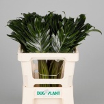 Philodendron Filodendron Xanadu 55cm tk