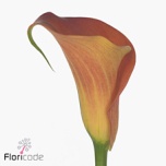 Zantedeschia Kalla Dutch Glory 55cm