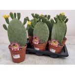 Opuntia Viigikaktus 17cm