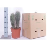 Pachycereus pringlei Valge postkaktus 21cm