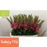 Antirrhinum Lõvilõug Avignon Rose 80cm