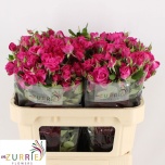 Kobarroos 70cm Alicia